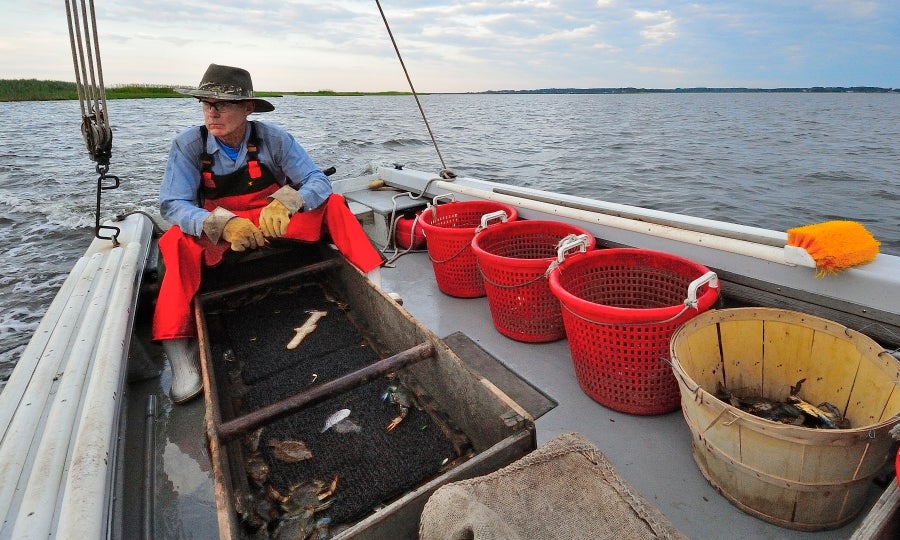 A Passion for Peelers Maryland Sea Grant